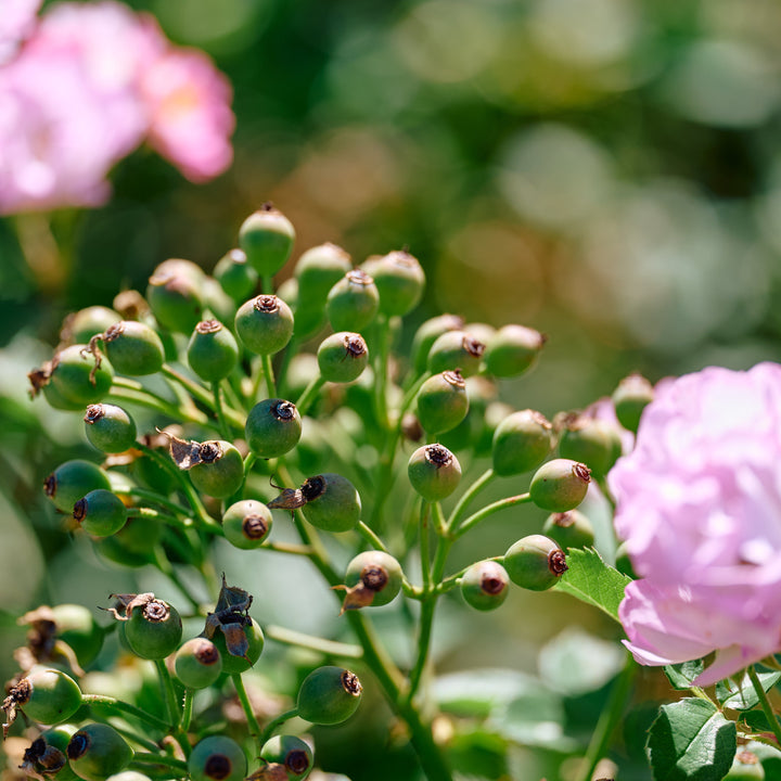 Magical Passoa (NEW 2026)