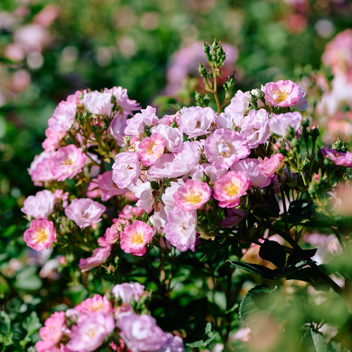 Magical Passoa (NEW 2026)