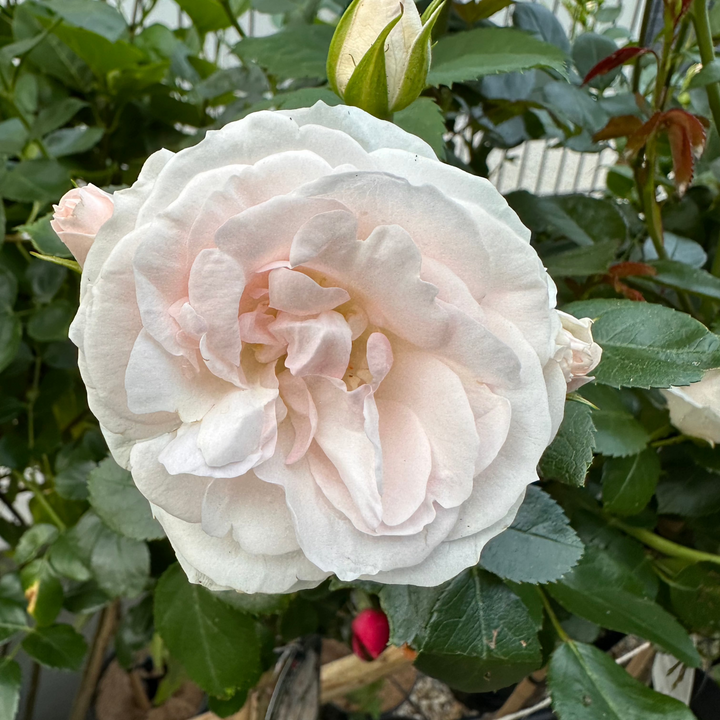 Aspirin Rose (op stam)