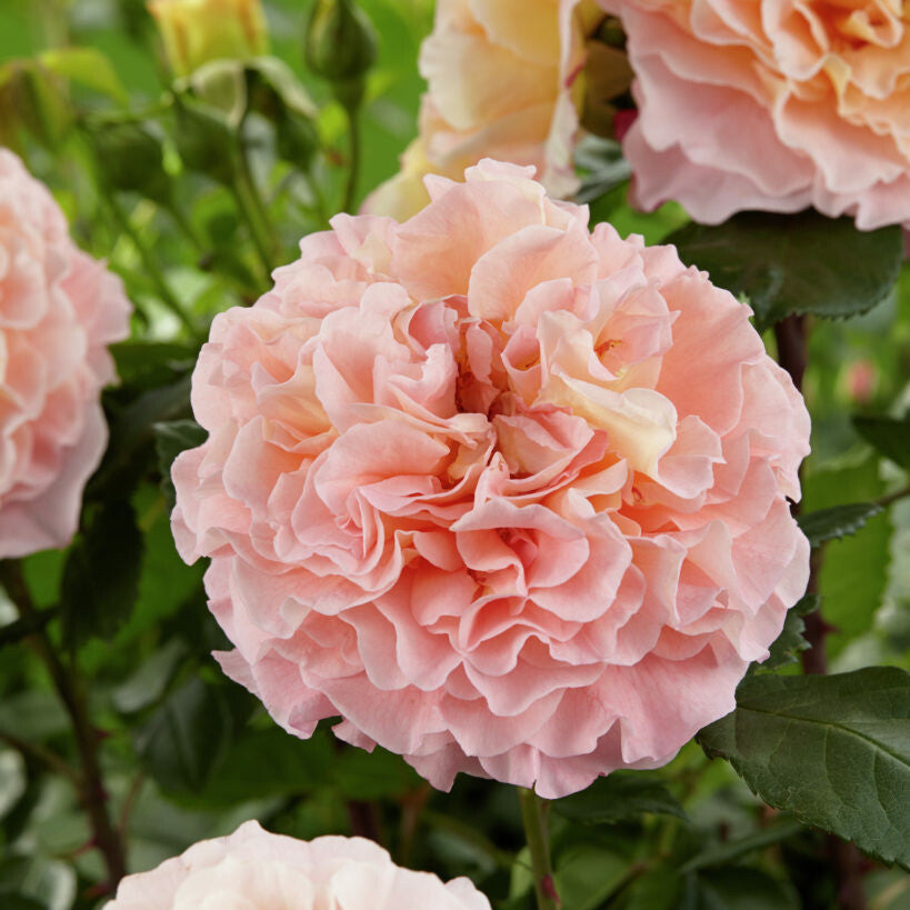 Augusta Luise (op stam)