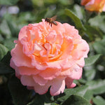 Augusta Luise (op stam)