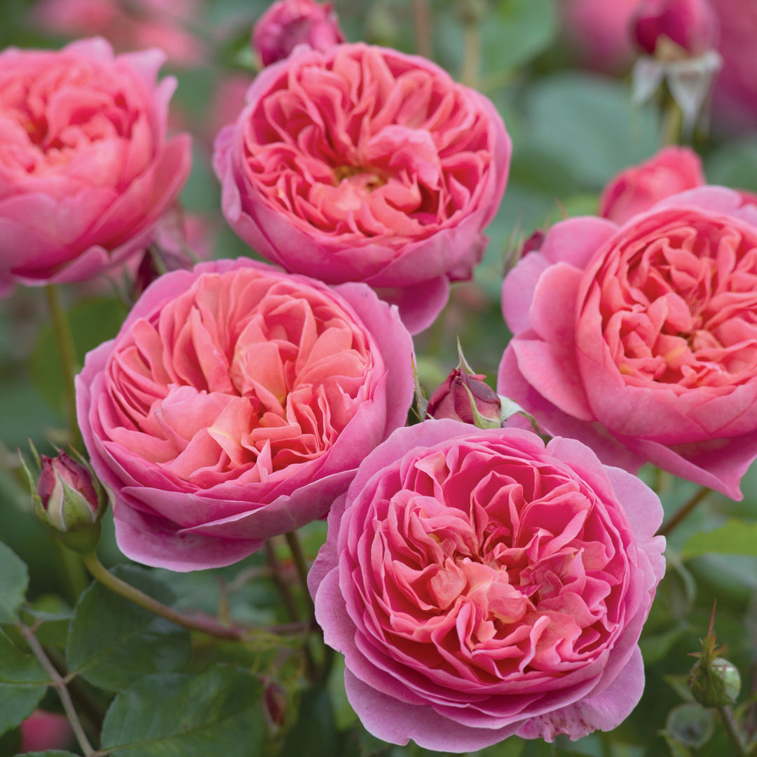 Rijkgevulde zalmroze tot rozetkleurige roos met klassieke rozetvorm.