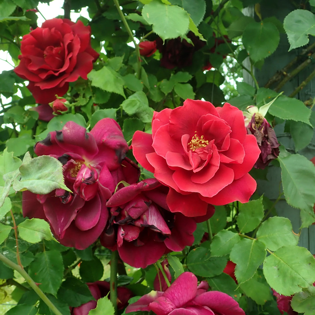 Klimroos Etoile de Hollande