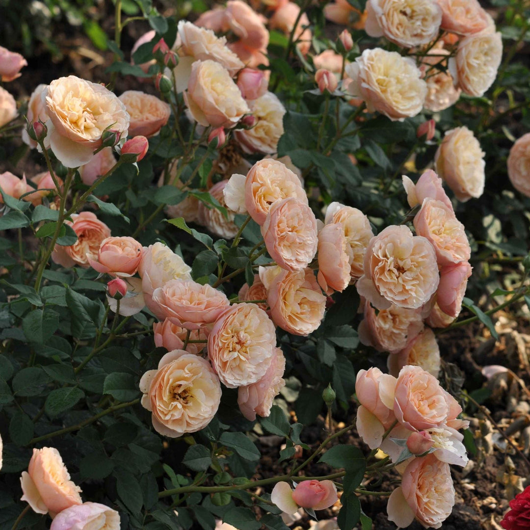 Eetbare roos - Eveline Wild