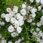 Paragon Wachstum & Blüte (XL Kletterrose)