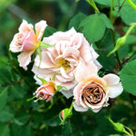 Japanische Rose Ioli