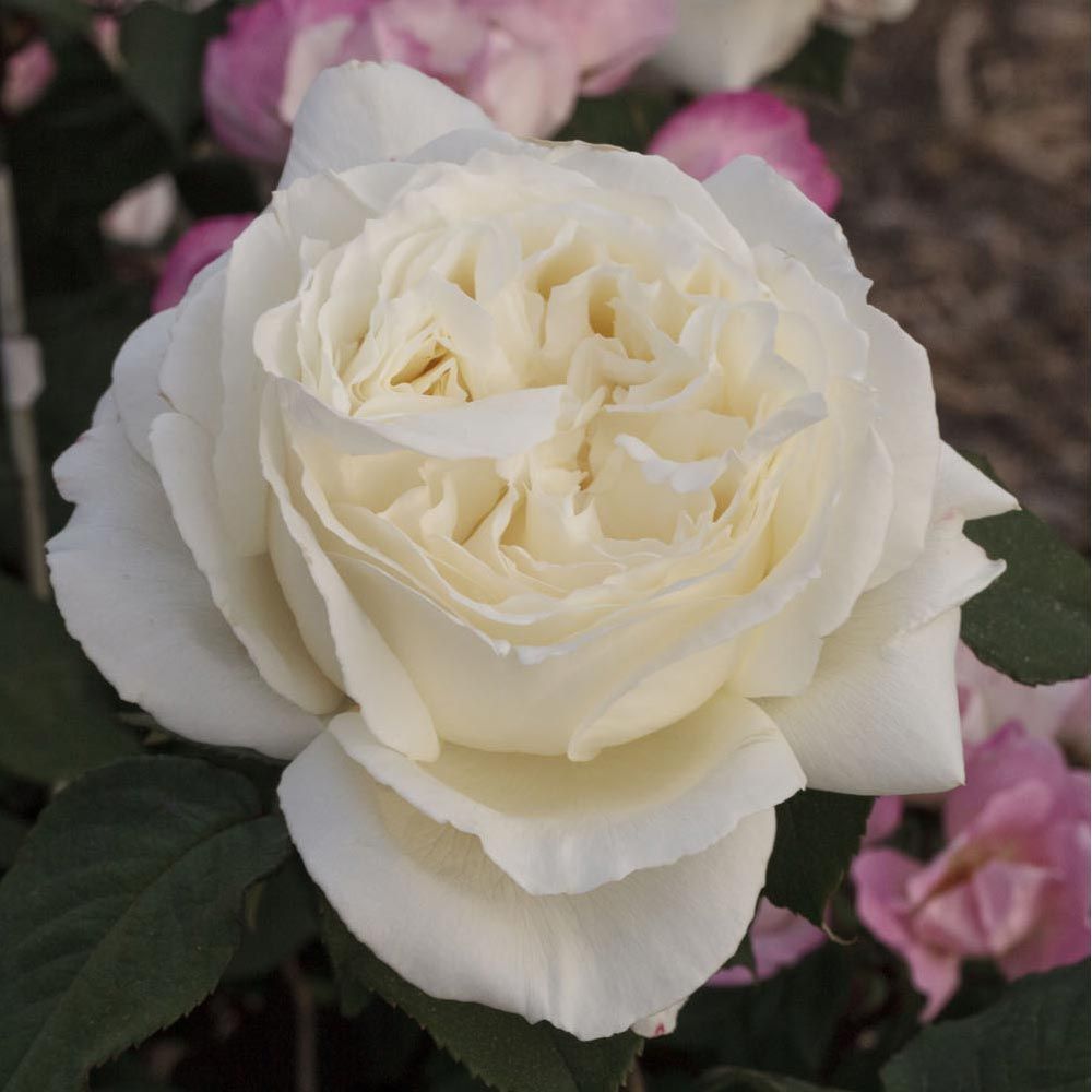 Jeanne Moreau (Pierre Arditi)