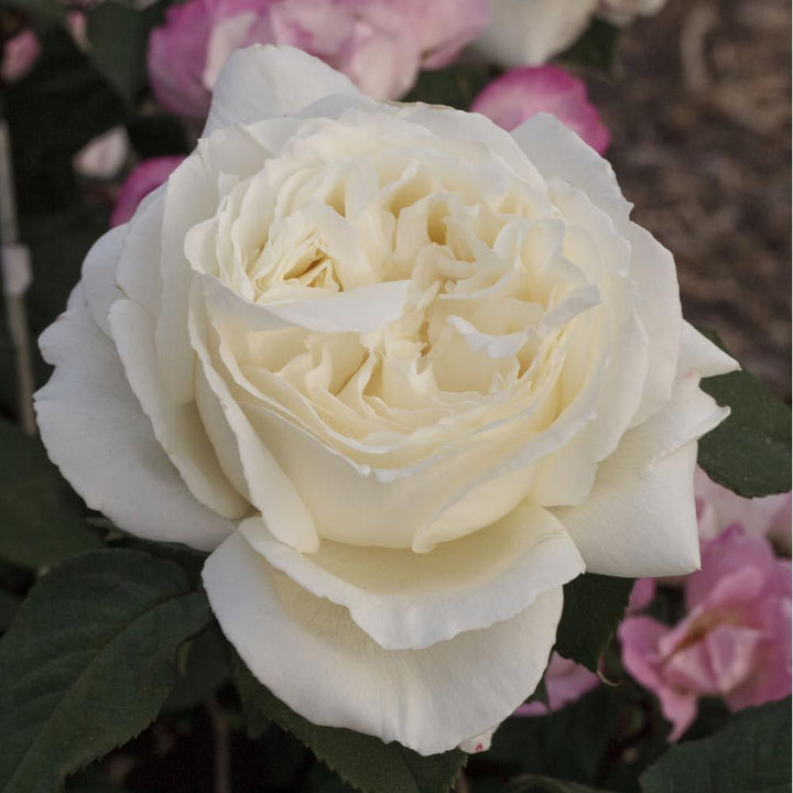 Jeanne Moreau (Pierre Arditi)