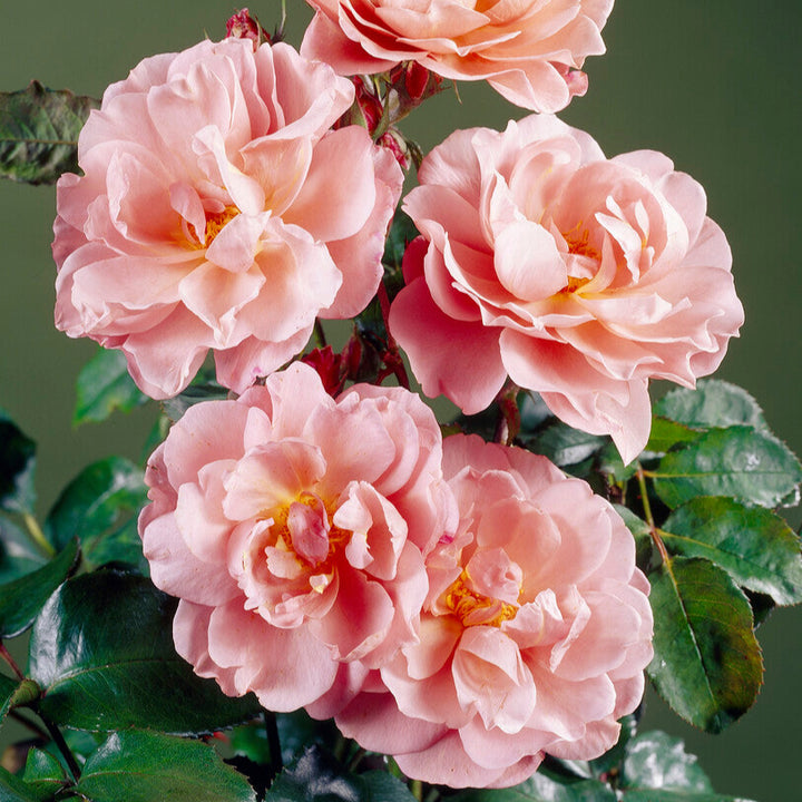 Lavender Pinocchio (NEW 2025)