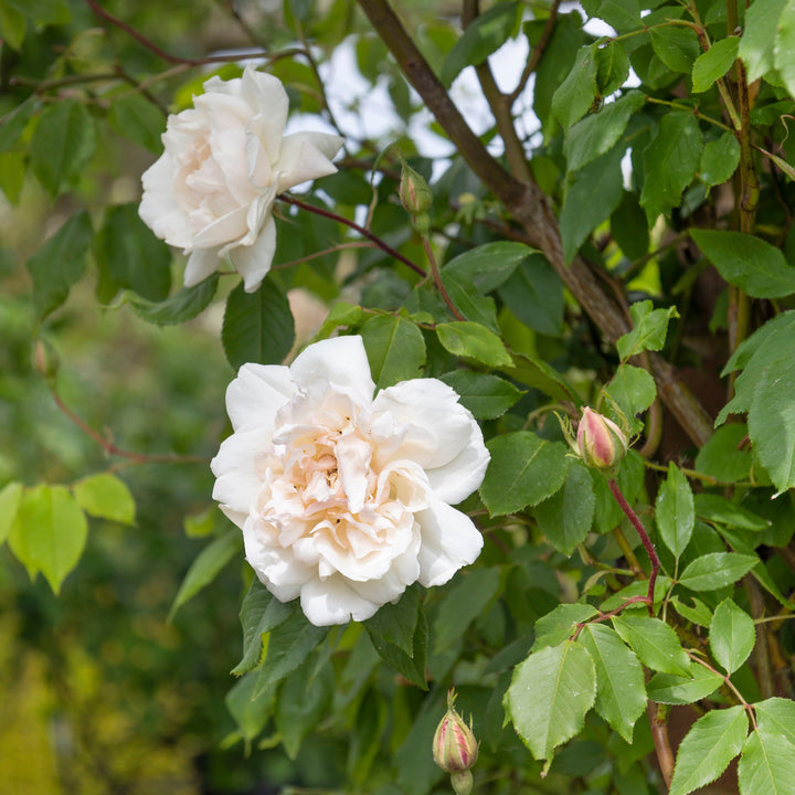 Madame Alfred Carrière