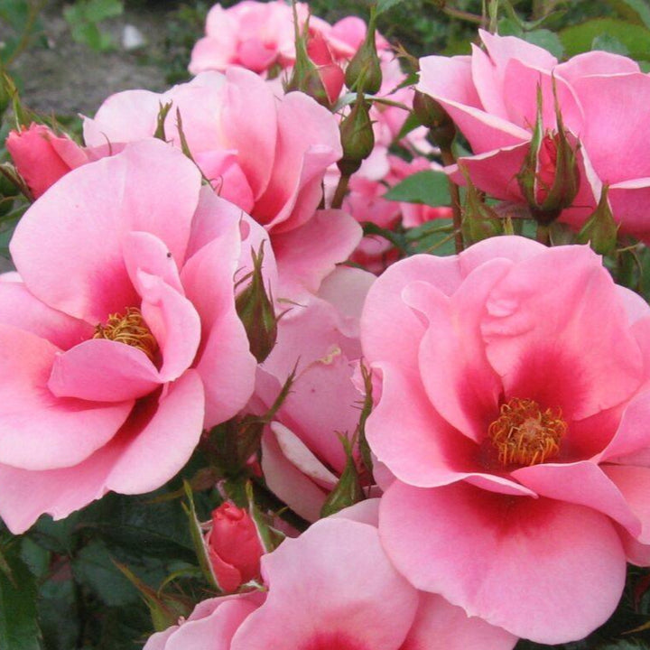 Maestro Babylon Eyes