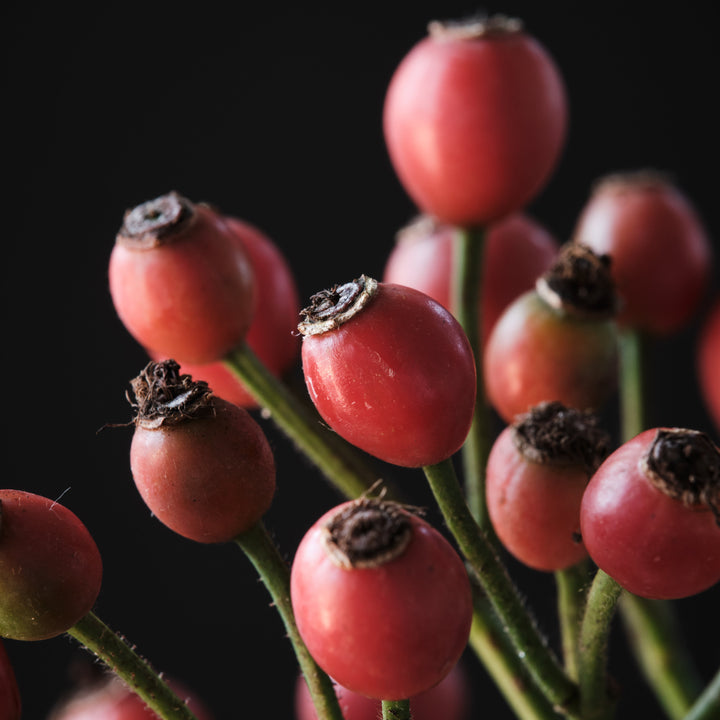 Magical Autumn's Glory (NEW 2026)