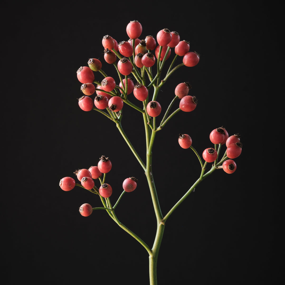 Magical Autumn's Glory (NEW 2026)