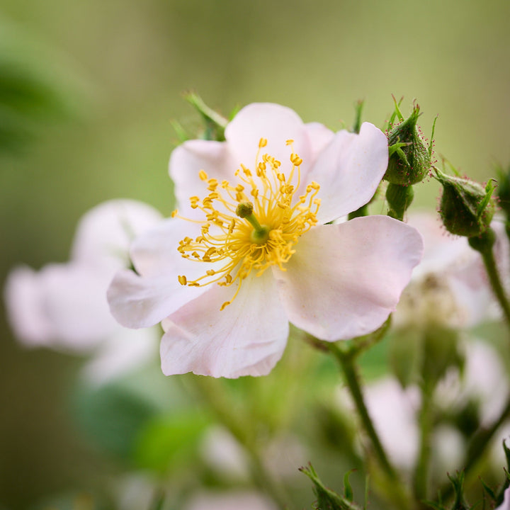 Magical Orange Cascade (NEW 2026)