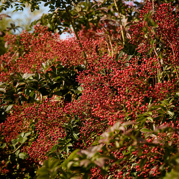 Magical Orange Cascade (NEW 2026)