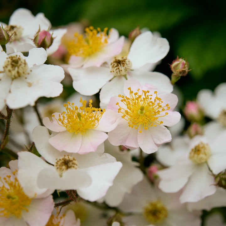 Magical Orange Cascade (NEW 2026)