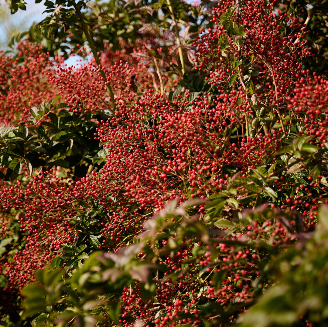 Magical Orange Cascade (NEW 2026)