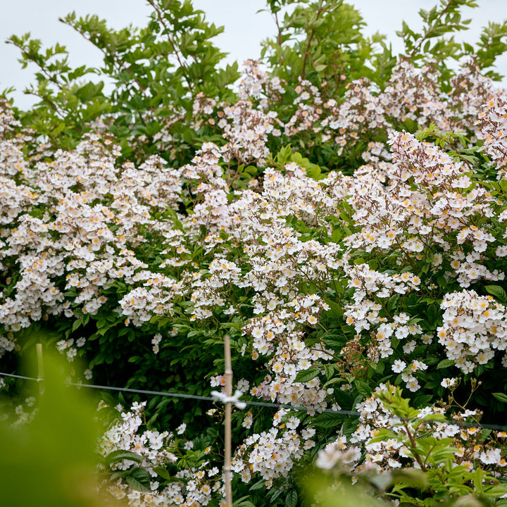 Magical Orange Cascade (NEW 2026)