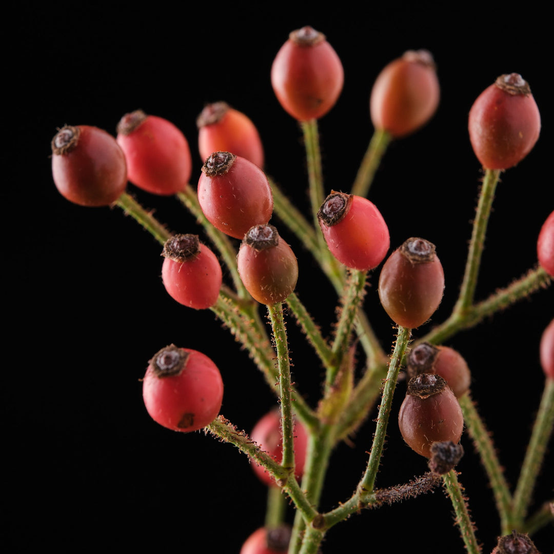 Magical Orange Cascade (NEW 2026)