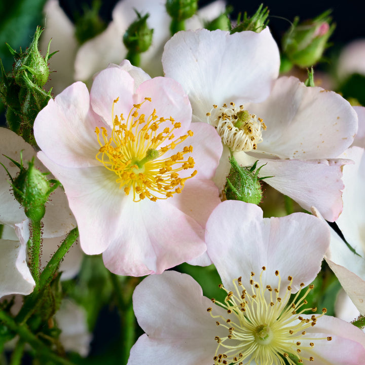 Magical Orange Cascade (NEW 2026)