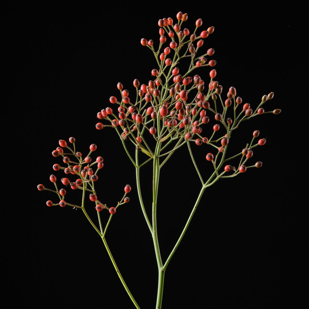 Magical Orange Cascade (NEW 2026)