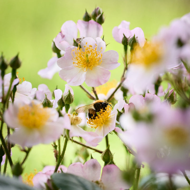 Magical Red Cascade (NEW 2026)