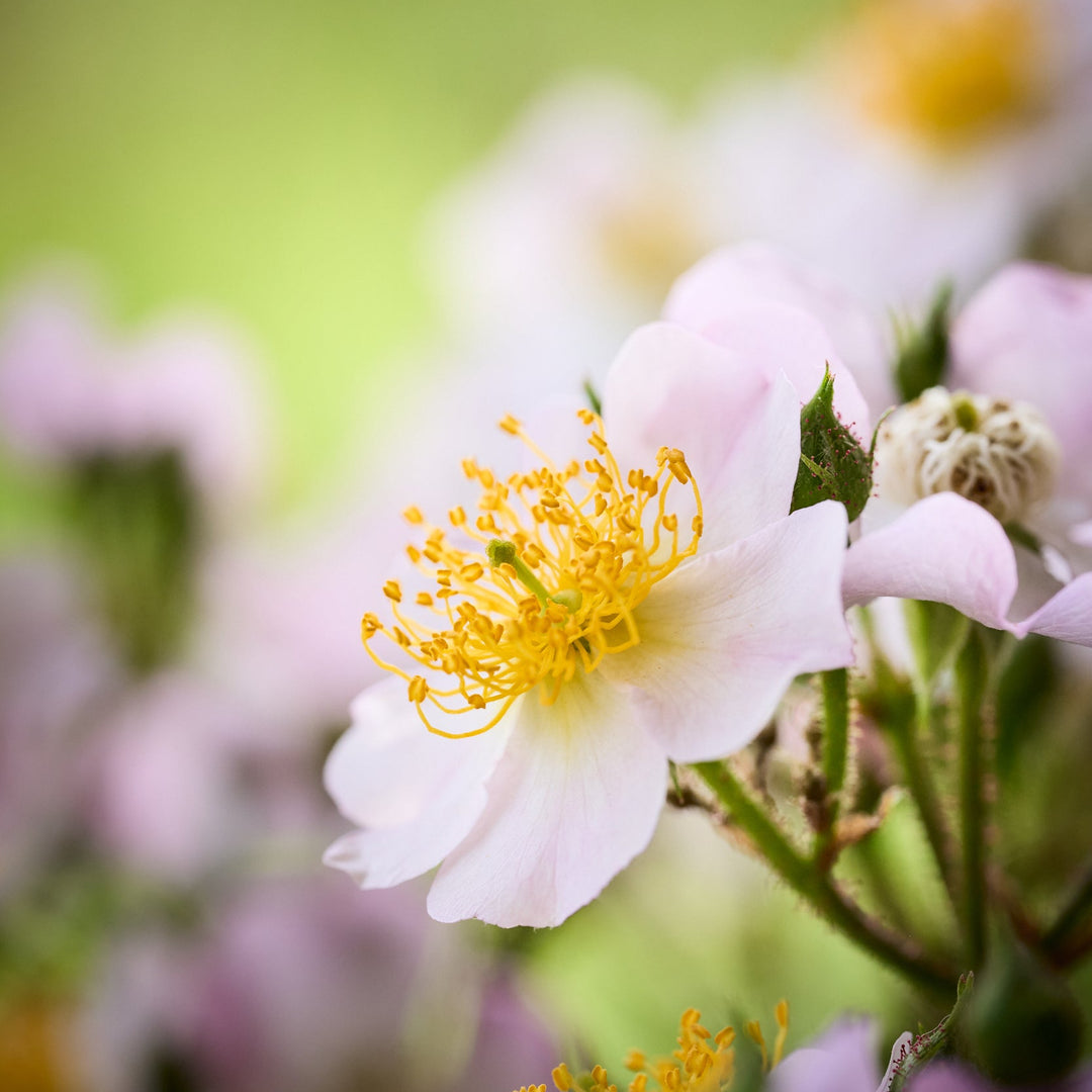 Magical Red Cascade (NEW 2026)