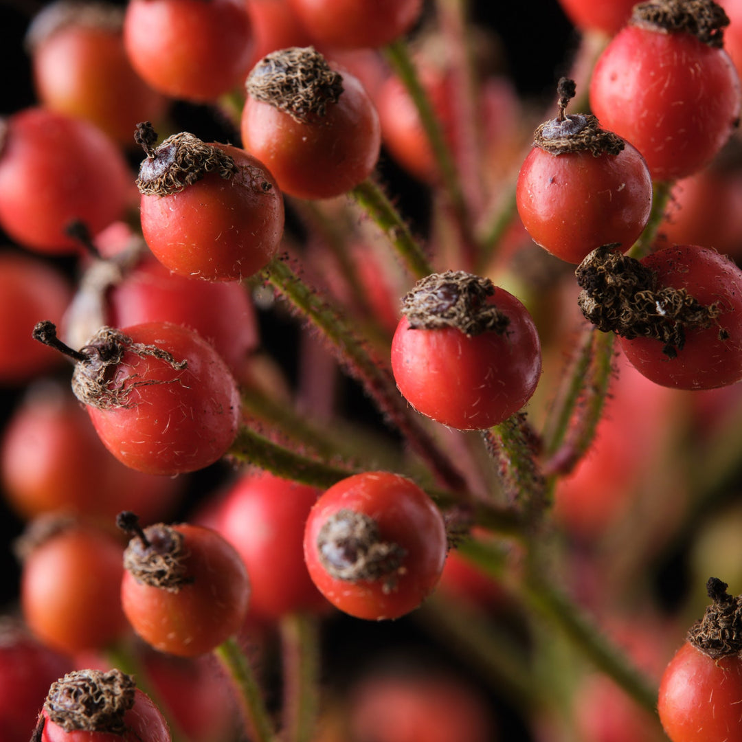 Magical Red Cascade (NEW 2026)