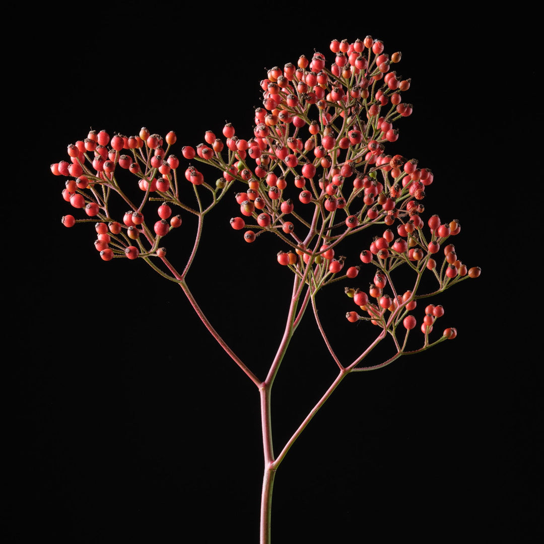 Magical Red Cascade (NEW 2026)