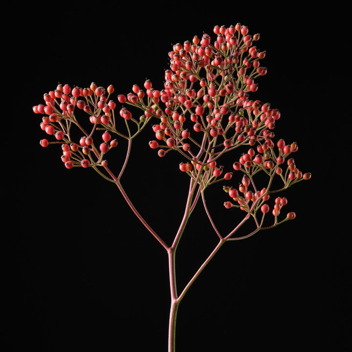 Magical Red Cascade (NEW 2026)