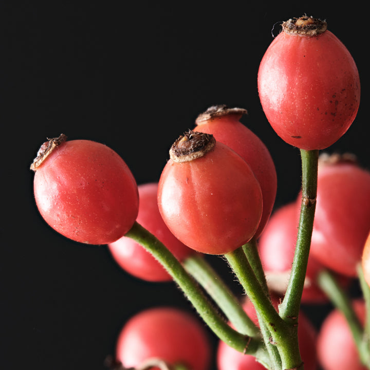 Magical Sunset (NEW 2026)