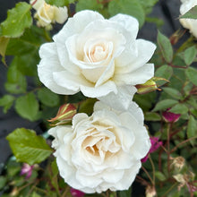 Margaret Merril Rose