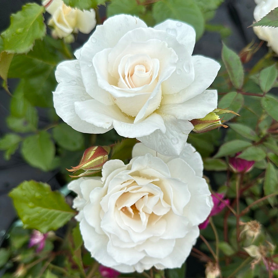 Margaret Merril Rose
