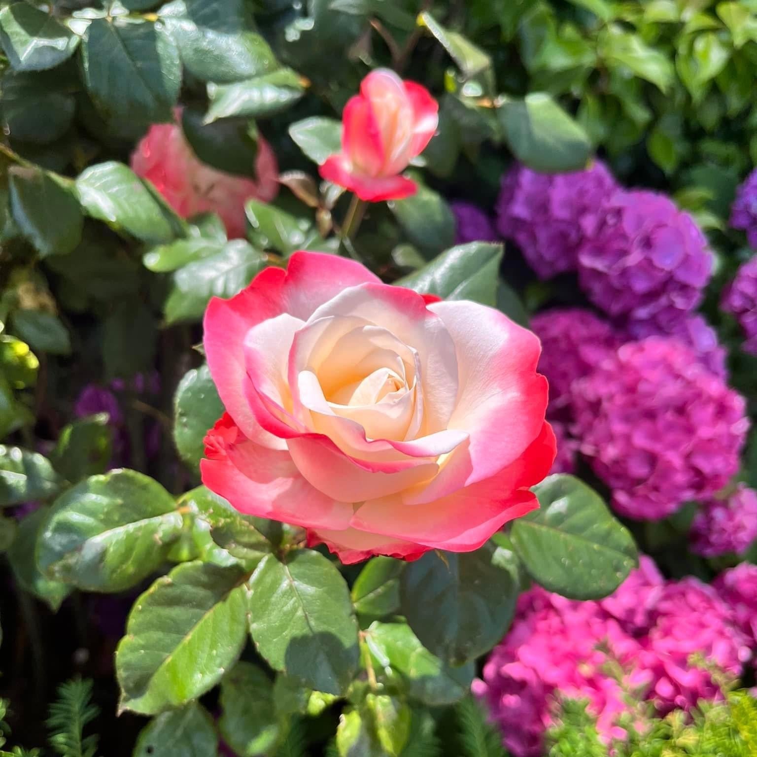 Rosa Nostalgie Stamroos | Belle Époque | Tweekleurige Geurpracht