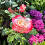 Rosa Nostalgie (auf Stamm)