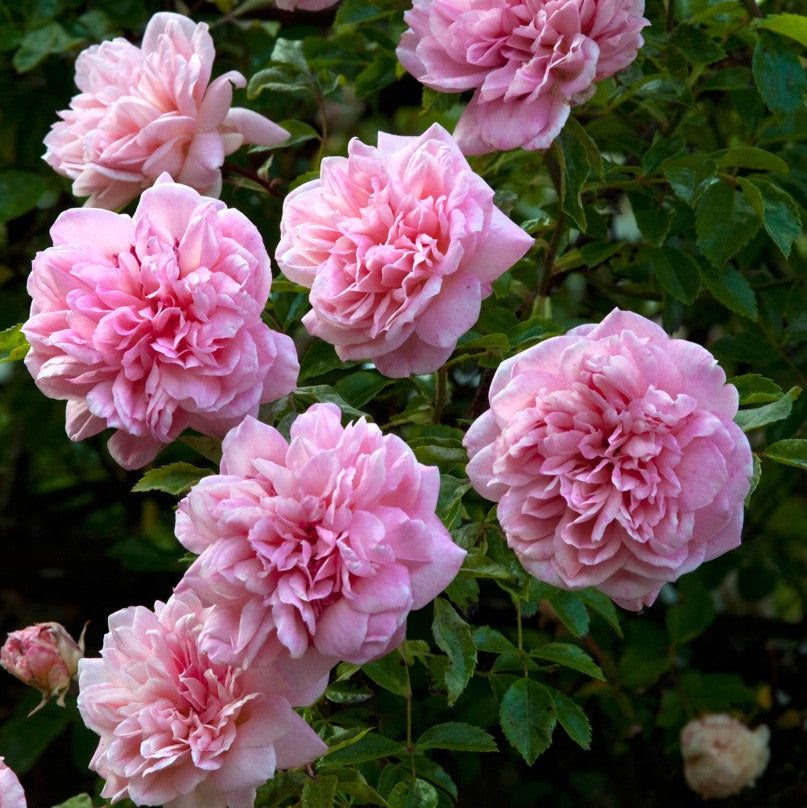 Garland of Love Rose | Belle Époque | Strongly scented – Belle Epoque