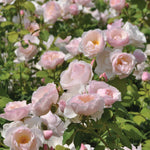 Essbare Rose - Birne