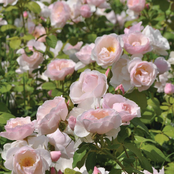 Essbare Rose - Birne