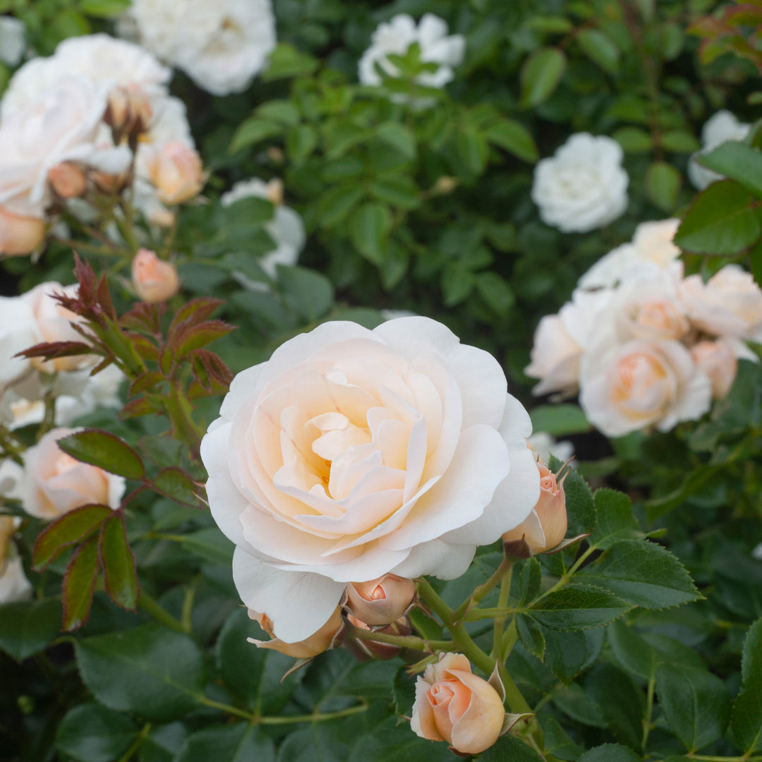 Middelgrote abrikoos-witte bloemen in trossen, met frisgroen blad.