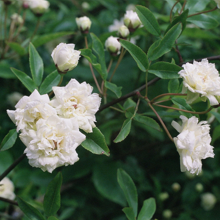 Banksiae Wit (XL Klimroos)