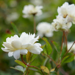 Banksiae White (XL climbing rose)