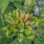 Chinensis Viridiflora