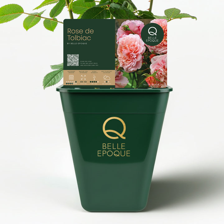 <tc>Rose de Tolbiac</tc>