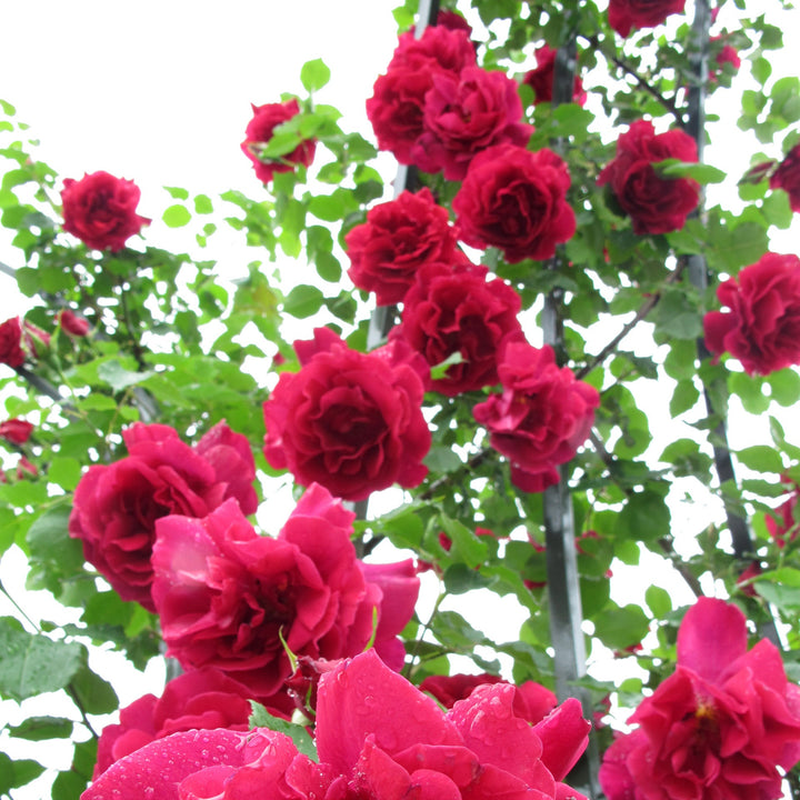 Étoile de Hollande (XL Klimroos)