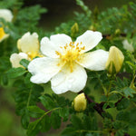 Primula
