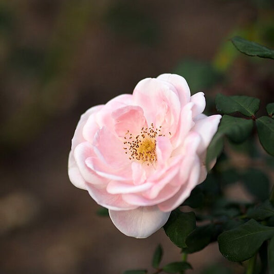 Rosa japonesa Miyabi Gen (Wabara)