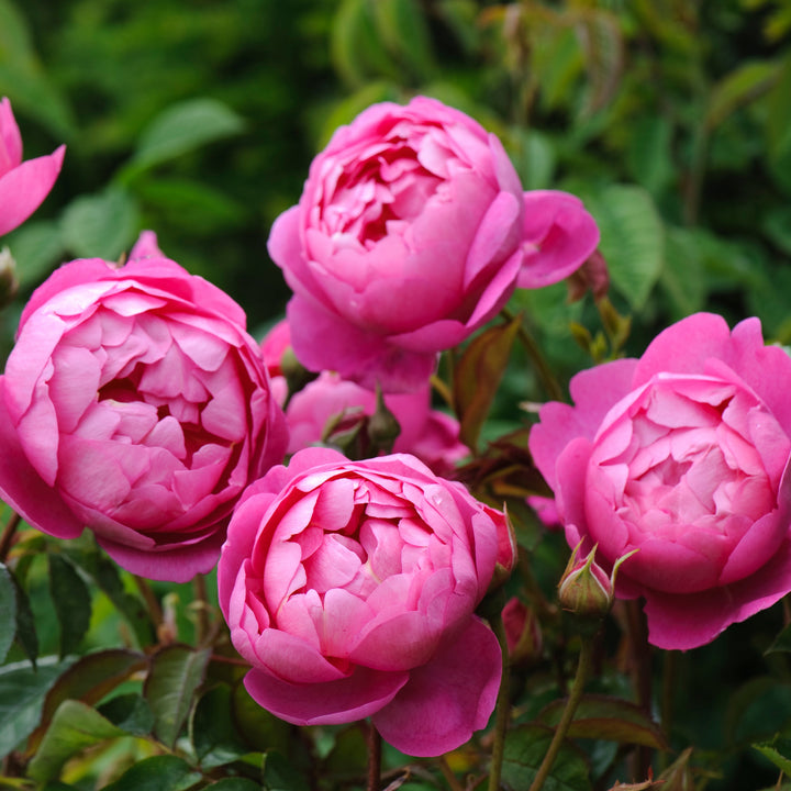 Royal Jubilee (Auspaddle)