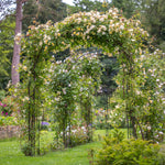 Malvern Hills (Auscanary) (XL Kletterrose)