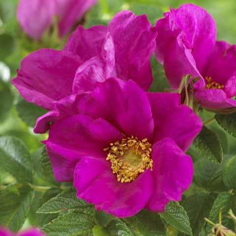Rugosa Red