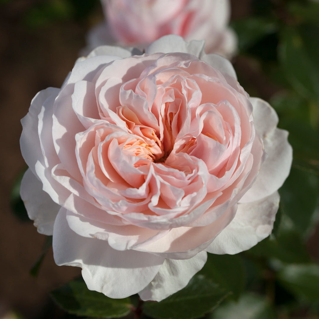 lichtroze kwartiergevulde bloemen in trossen, met glanzend blad en elegante klimmende vorm